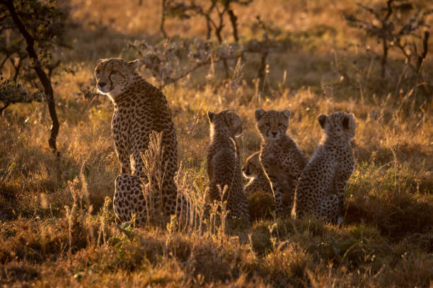 istock Backlit cheetah sitting with family at sunset 1041045942
