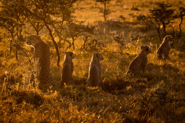 istock Backlit cheetah sitting with cubs at sunset 1041045944