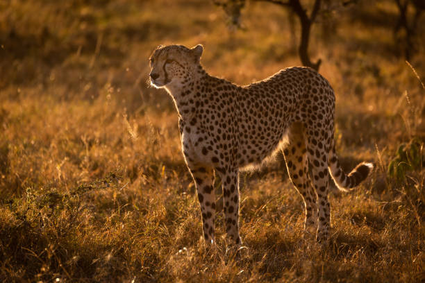 istock Backlit cheetah standing in grass at sunset 1041045972