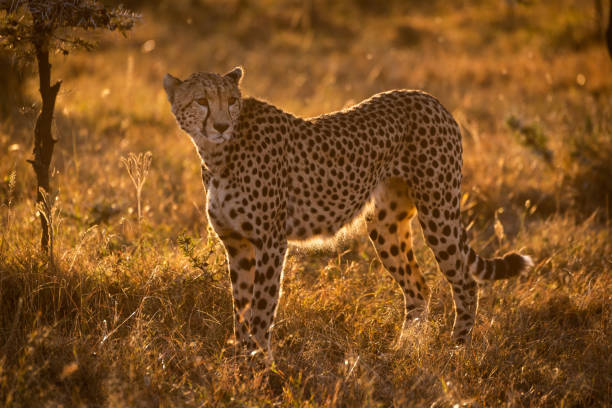istock Backlit cheetah stands in savannah at sunset 1041045996