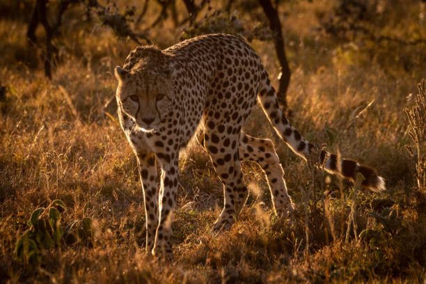 istock Backlit cheetah turning towards camera at sunset 1041046006