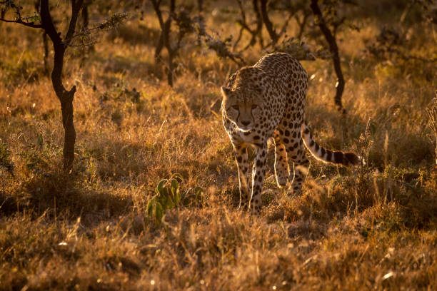 istock Backlit cheetah walking towards camera at sunset 1041046032