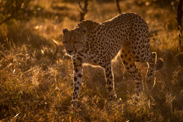 istock Backlit cheetah walks in savannah at sunset 1041046038
