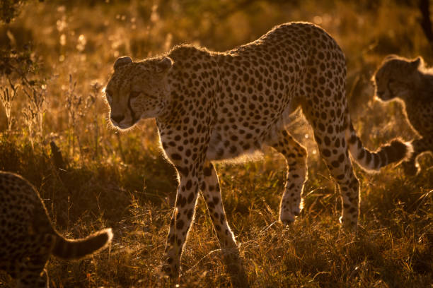 istock Backlit cheetah walks with cubs at sunset 1041046052