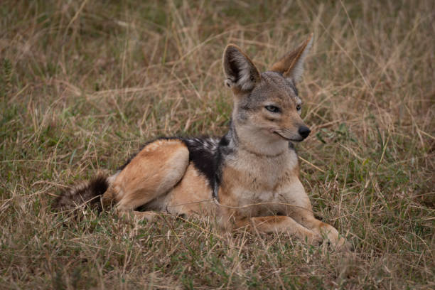 istock Black-backed jackal lying in grass looking right 1041046086