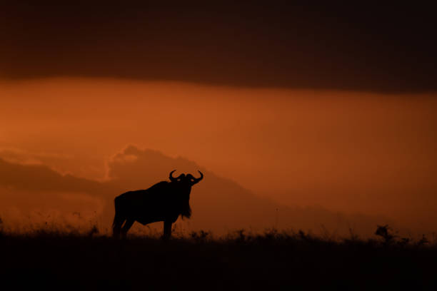 istock Blue wildebeest silhouetted at sundown on horizon 1041046146