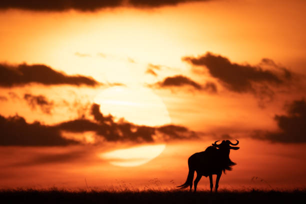 istock Blue wildebeest silhouetted against orange setting sun 1041046200