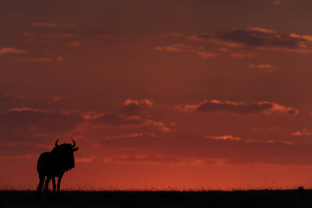 istock Blue wildebeest standing at sunset in silhouette 1041046242