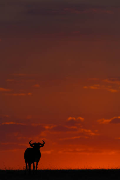 istock Blue wildebeest standing in silhouette at sunset 1041046254