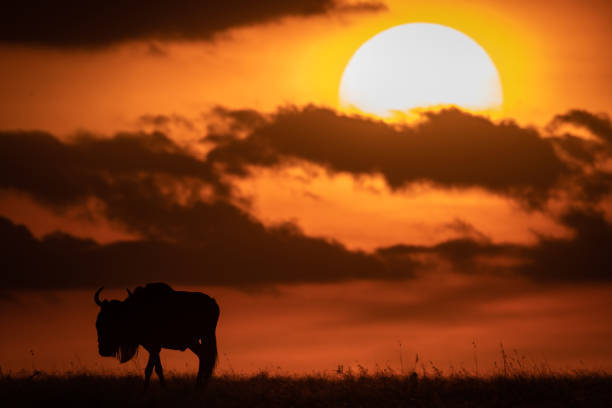 istock Blue wildebeest in silhouette against setting sun 1041046256