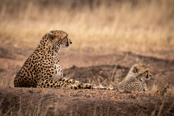 istock Cheetah and cub lie on dirt mound 1041046372