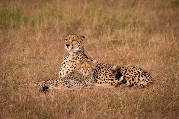 istock Cheetah and cub lie in grass together 1041046396