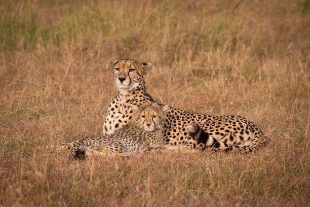istock Cheetah and cub lie staring over savannah 1041046400