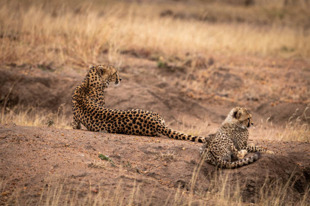 istock Cheetah and cub lying on earth mound 1041046464