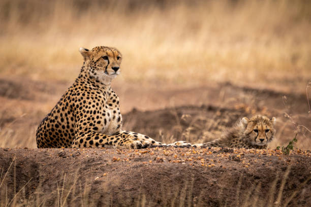 istock Cheetah and cub lying on dirt mound 1041046472