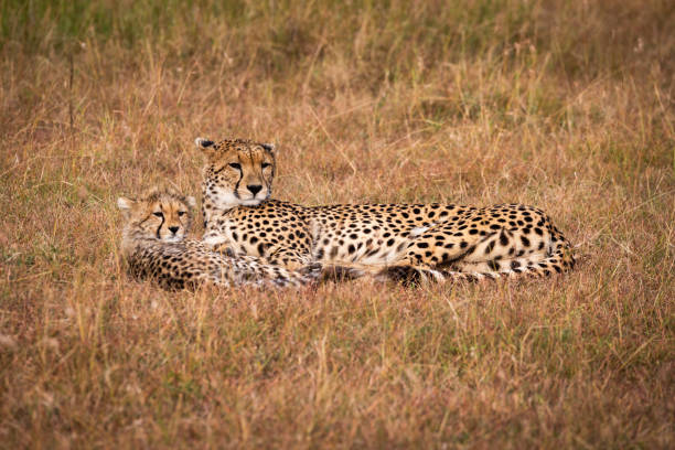 istock Cheetah and cub lie together looking right 1041046484