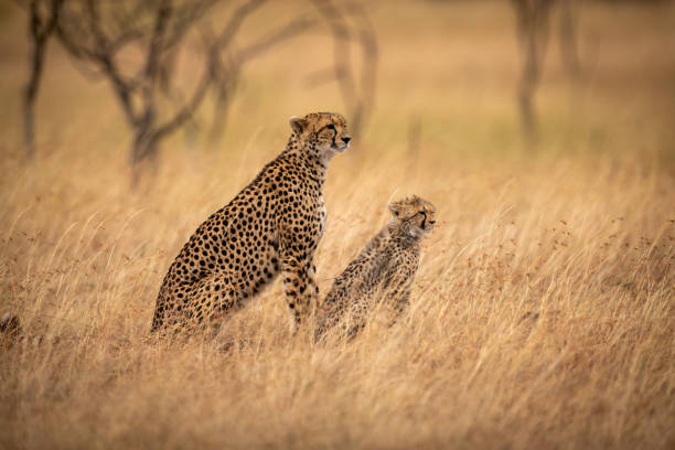 istock Cheetah and cub sit in long grass 1041046620