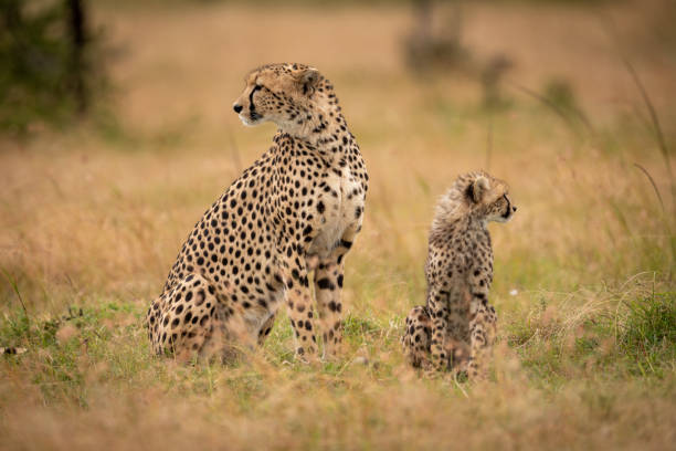 istock Cheetah and cub sit together in savannah 1041046674