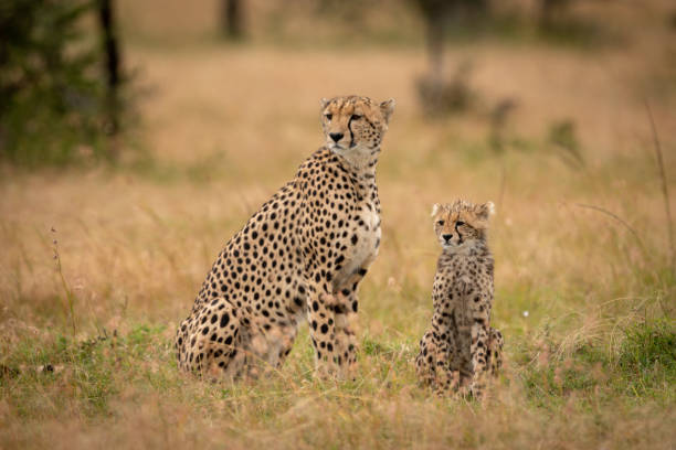 istock Cheetah and cub sit together on savannah 1041046684