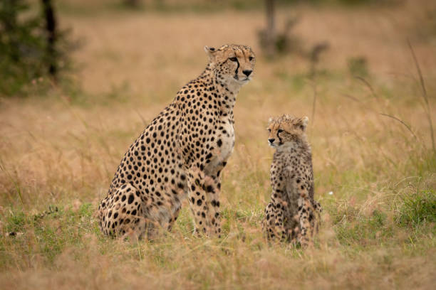 istock Cheetah and cub sit together in grass 1041046738