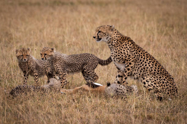 istock Cheetah and cubs eating dead Thomson gazelle 1041046796