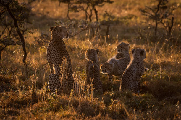 istock Backlit cheetah sitting with cubs at dusk 1041046832