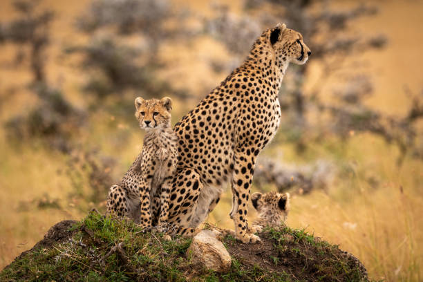 istock Cheetah and cubs sit on grassy mound 1041046850
