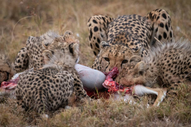 istock Cheetah and four cubs feed on carcase 1041046914