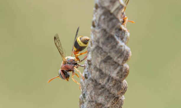 istock Ropalidia fasciata- paper wasp 1041047744