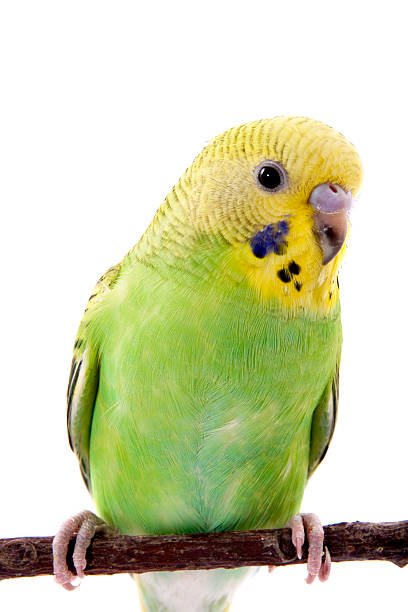 istock Young yellow and green budgie 104104800