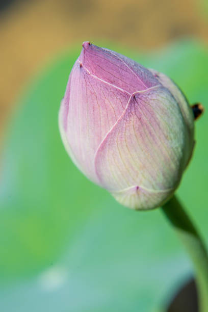 istock pink lotus bloom 1041051258