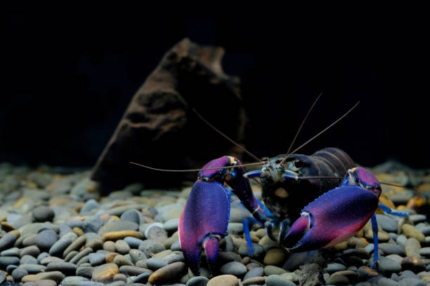 istock crayfish Cherax in the aquarium 1041056700