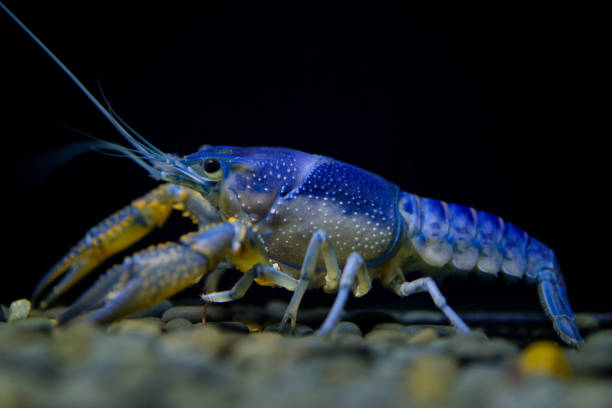 istock crayfish Procambarus clarkii ghost in the aquarium 1041056862