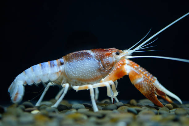 istock crayfish Procambarus clarkii ghost in the aquarium 1041056904