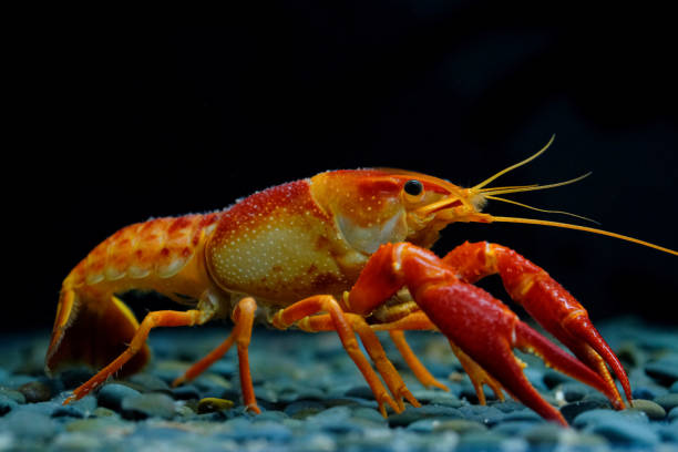 istock crayfish Procambarus clarkii ghost in the aquarium 1041056920