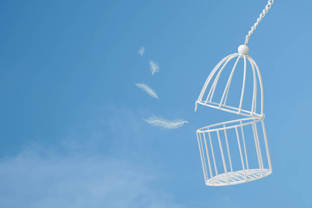 istock White feathers floating outside bird cage on  blue sky with cloud background, idea concept of freedom 1041057918