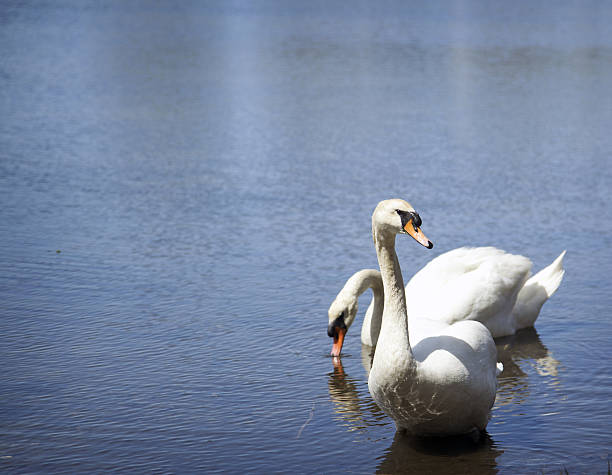 istock Pair of swans 104106038