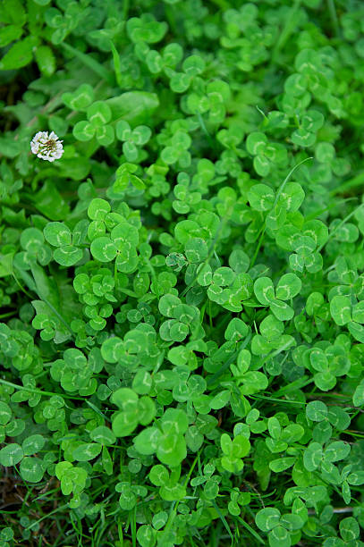 verde prato estivo con cloverleaves trifolium repens - 4611 foto e immagini stock