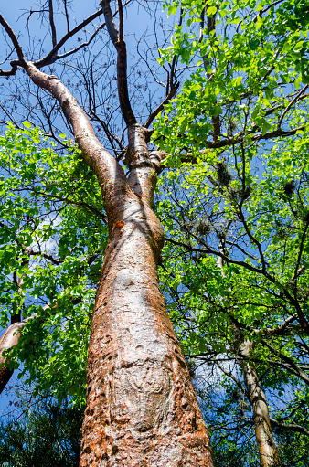 Looking up into the crown of Gumbo-limbo tree (Bursera simaruba) from below.