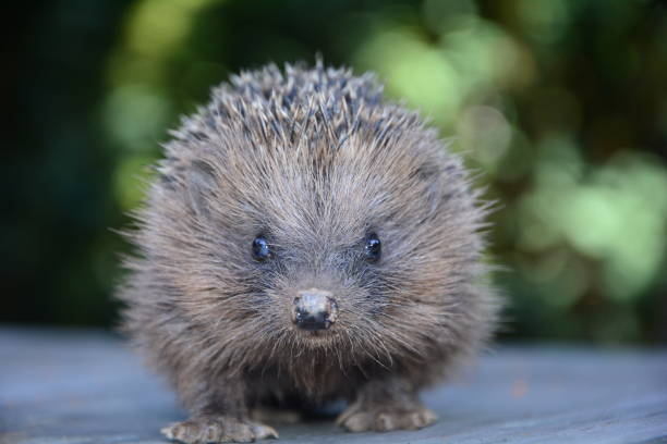 istock One hedgehog from the front  in front of  nature 1041068250