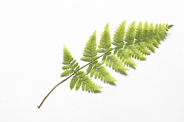 Dry fern stock photo