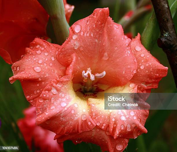 Photo libre de droit de Glaïeul banque d'images et plus d'images libres de droit de Activité de loisirs - Activité de loisirs, Bouton de fleur, Ciel