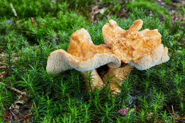 Hydnum repandum. Fungus in the natural environment Hydnum repandum - edible mushroom. Fungus in the natural environment. English: sweet tooth, wood hedgehog, hedgehog mushroom hedgehog mushroom stock pictures, royalty-free photos & images
