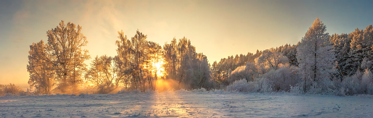 Panoramic winter landscape. Frosty nature in warm golden sunlight. Vivid sunbeams glows on trees covered hoarfrost. Beautiful winter morning. Amazing winter. Christmas and New Year background.
