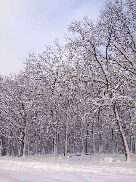 istock snowy winter landscape in christmas 1041080564