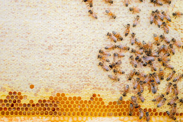 Honeycomb with bees surrounding the queen bee