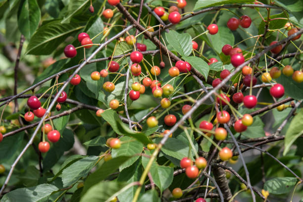 istock cherry tree close up with almost red cherries 1041082188