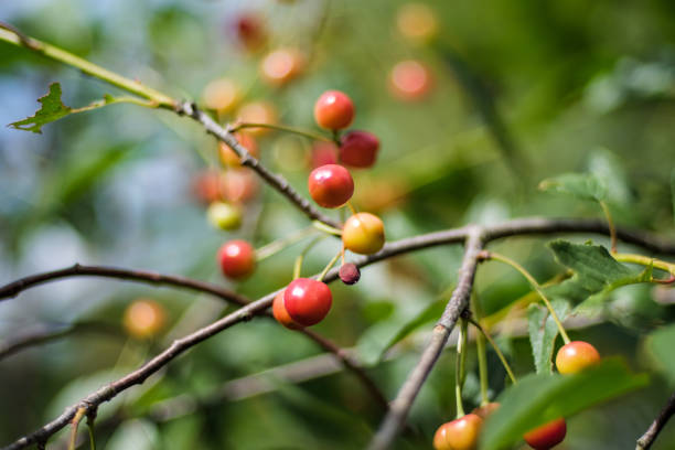 istock cherry tree close up with almost red cherries 1041082198