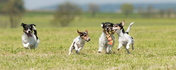 ein rudel hunde rennen und spielen - 4 jack russell tricolor rassehunde - frisur glatt, rauh und gebrochen - vier tiere stock-fotos und bilder