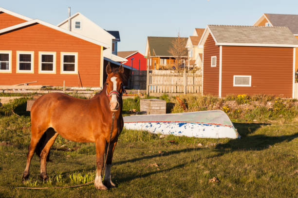 cheval à saint pierre - saint pierre et miquelon photos et images de collection